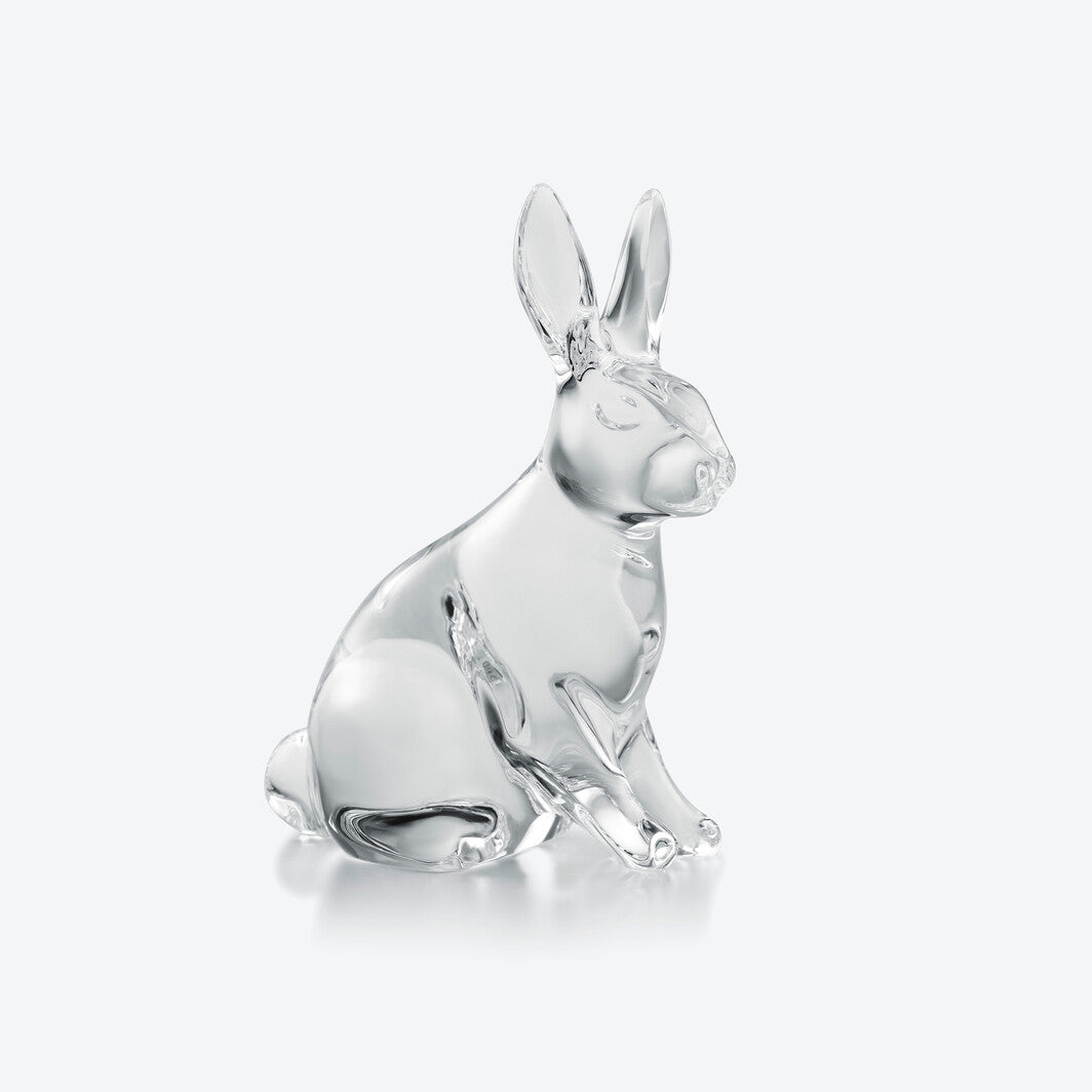 Zodi- Clear Rabbit 2023