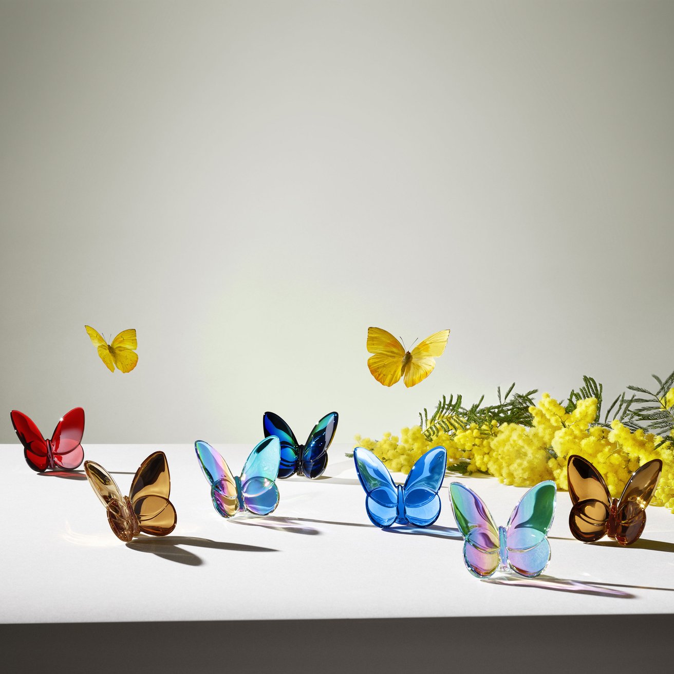 Papillon Lucky Iridescent